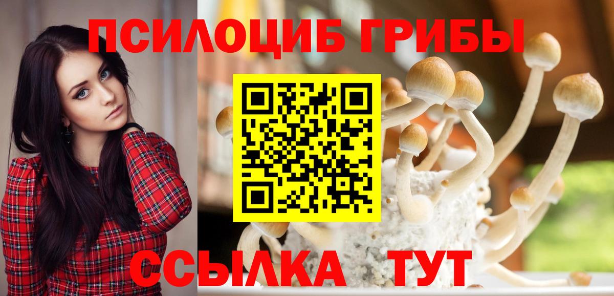 Псилоцибиновые грибы Psilocybe Чита